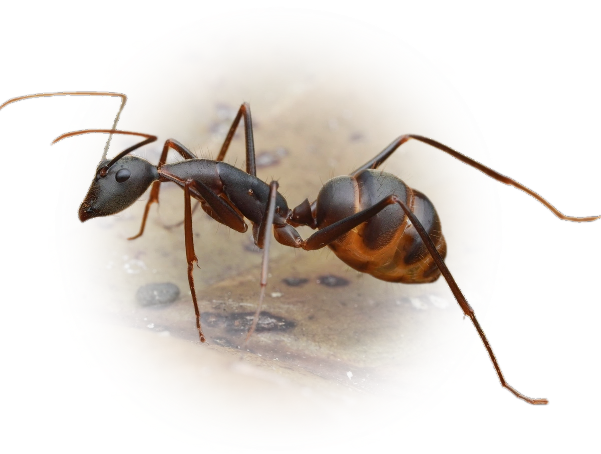 Camponotus angusticollis