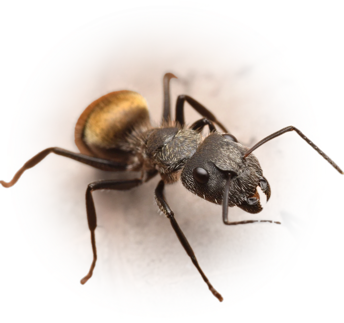 Scientific illustration of Camponotus arboreus ant - showing key identification features including head, thorax, and gaster.