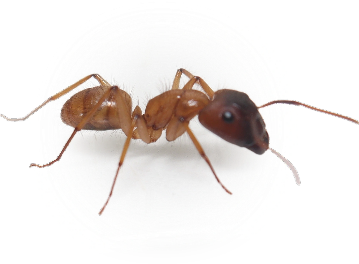 Camponotus atriceps