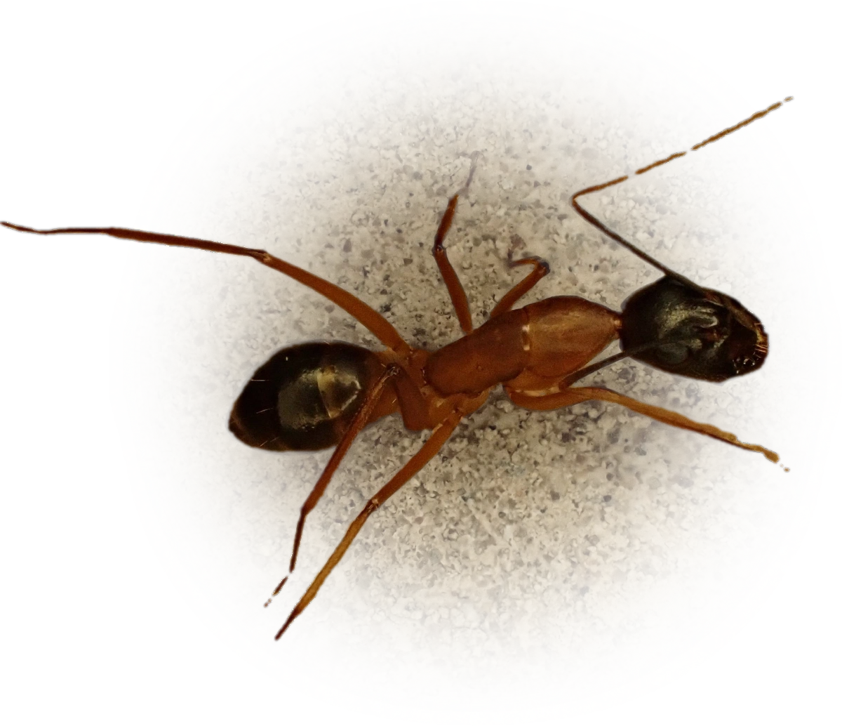 Camponotus barbaricus