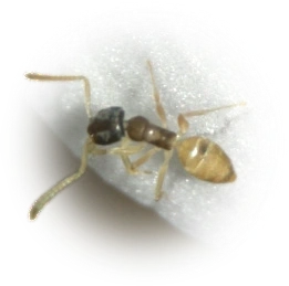 Tapinoma melanocephalum