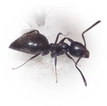Technomyrmex albipes