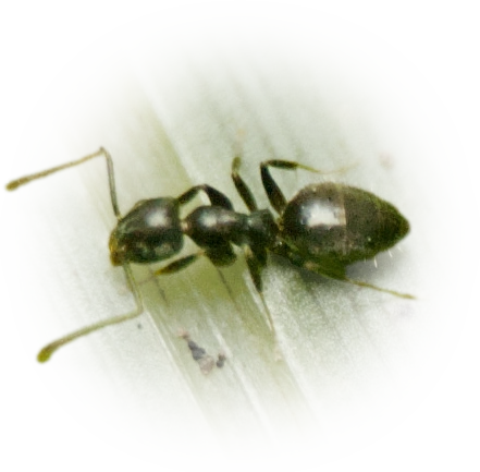 Technomyrmex difficilis