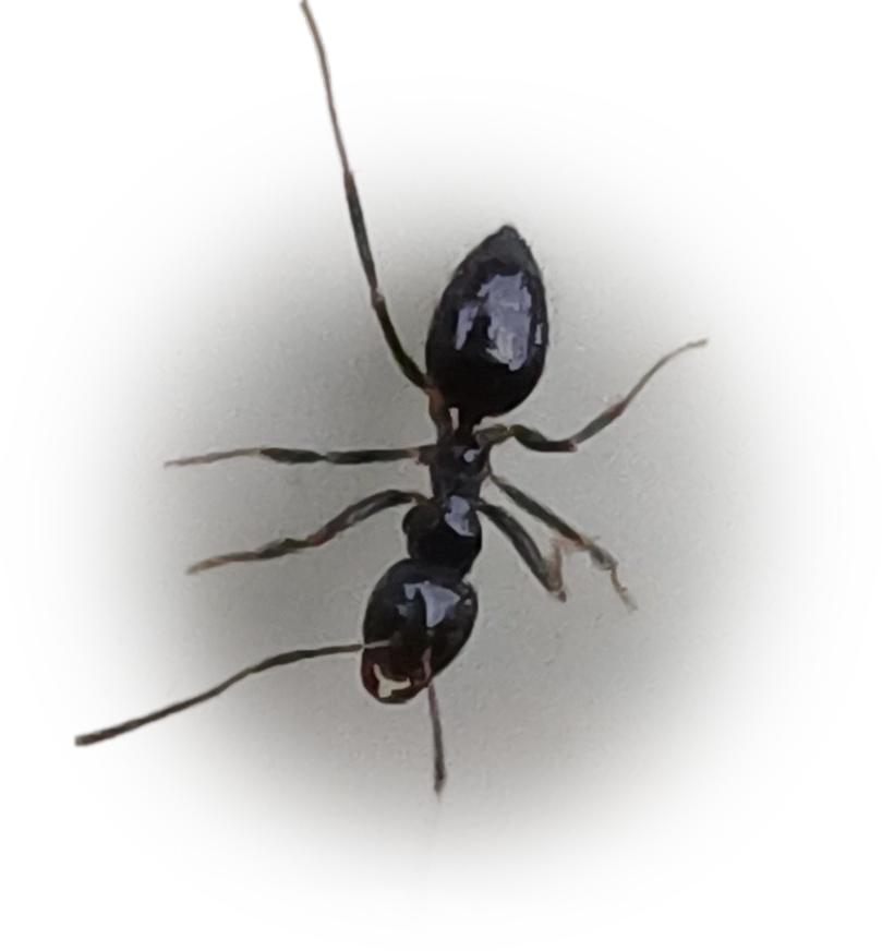 Technomyrmex jocosus