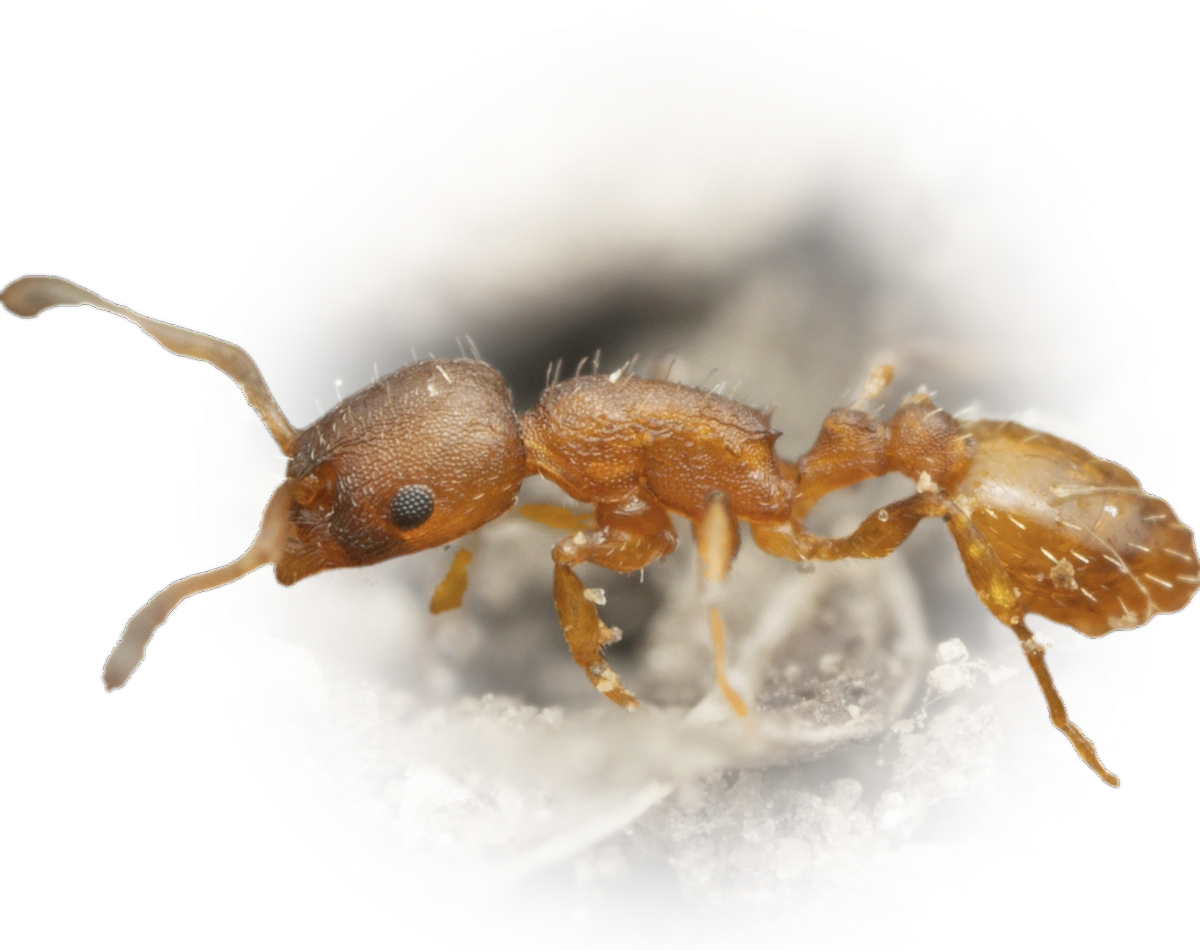 Temnothorax albipennis