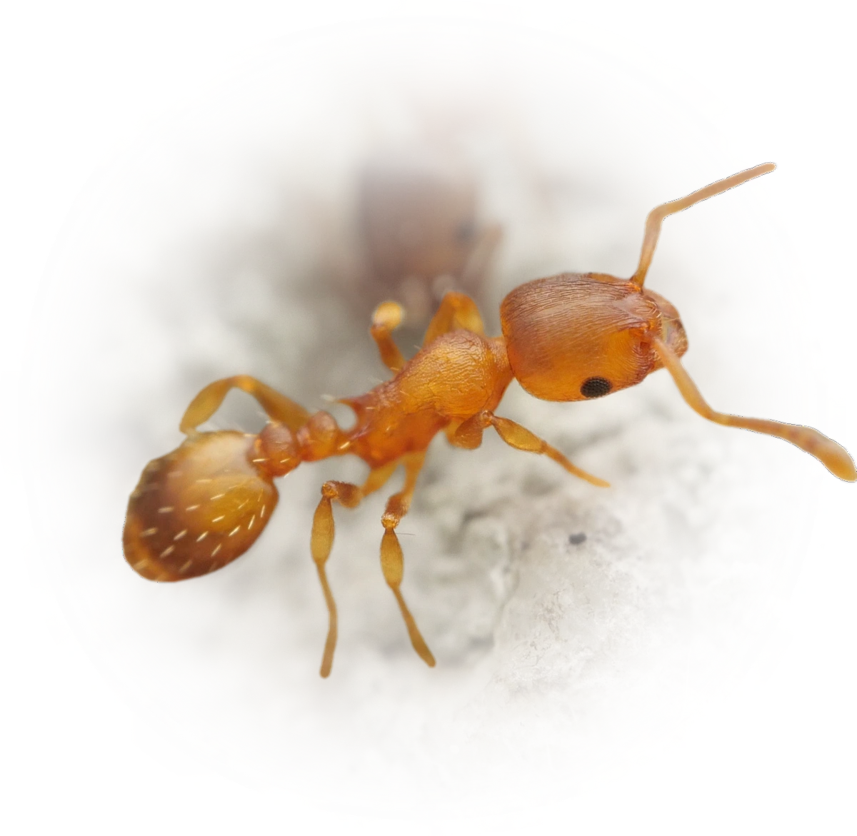 Temnothorax crassispinus