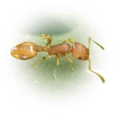 Scientific illustration of Temnothorax curvispinosus ant - showing key identification features including head, thorax, and gaster.