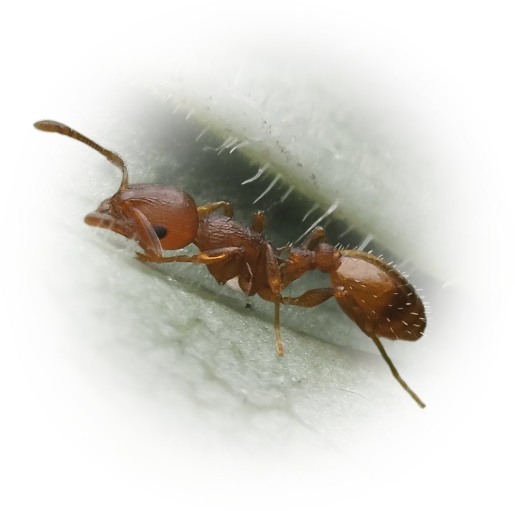 Scientific illustration of Temnothorax lichtensteini ant - showing key identification features including head, thorax, and gaster.