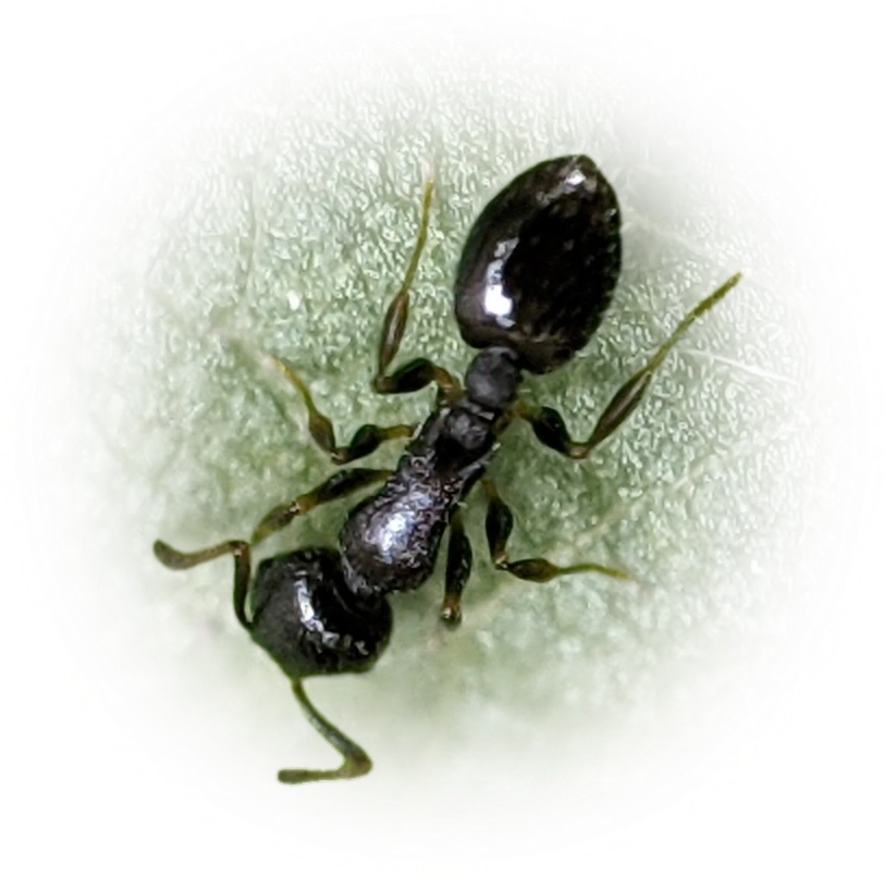 Scientific illustration of Temnothorax longispinosus ant - showing key identification features including head, thorax, and gaster.