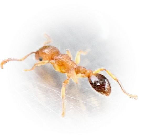 Tetramorium bicarinatum