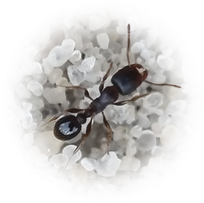 Scientific illustration of Tetramorium caespitum ant - showing key identification features including head, thorax, and gaster.