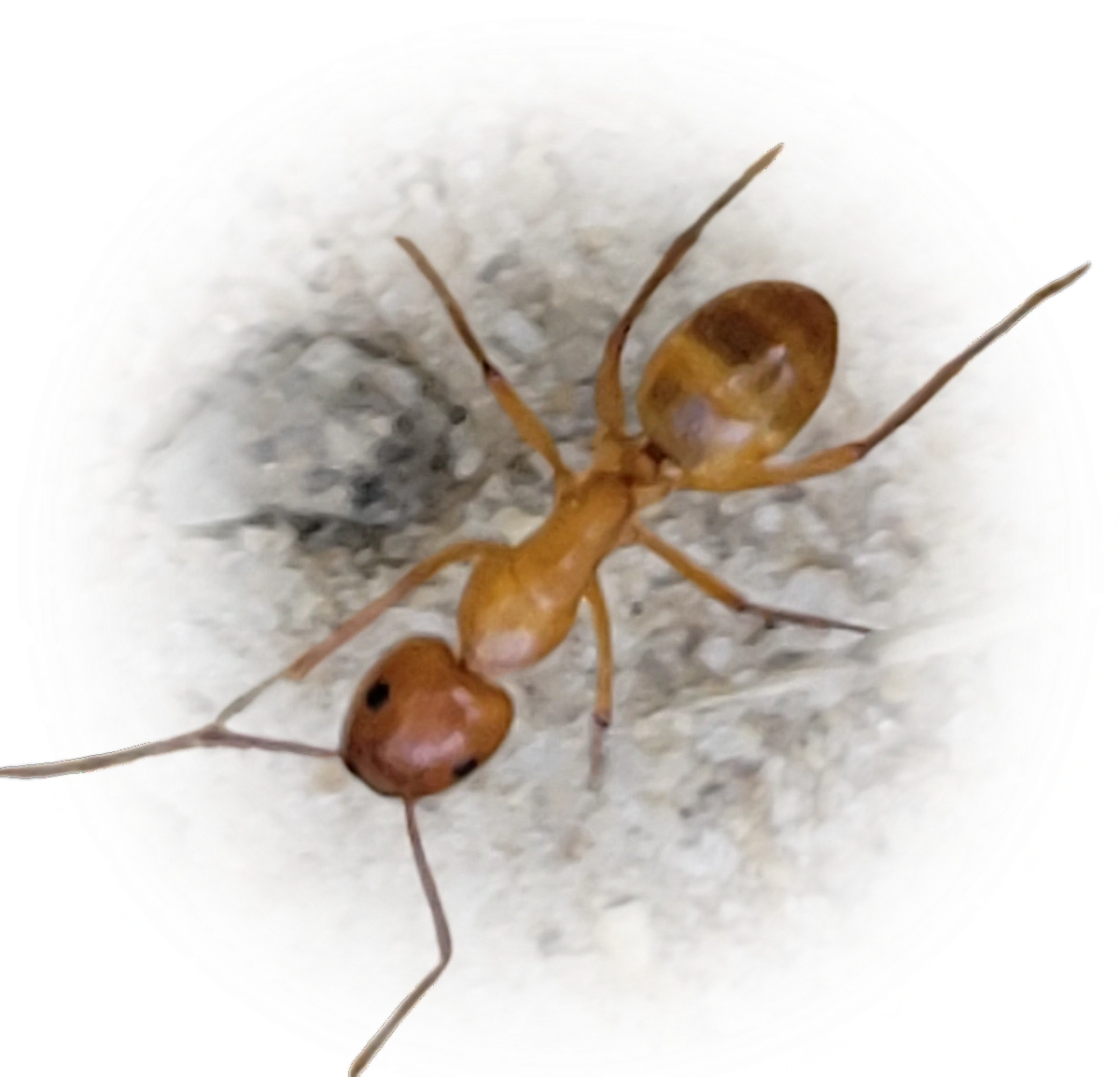 Camponotus castaneus