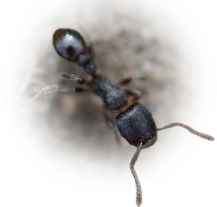 Tetramorium forte
