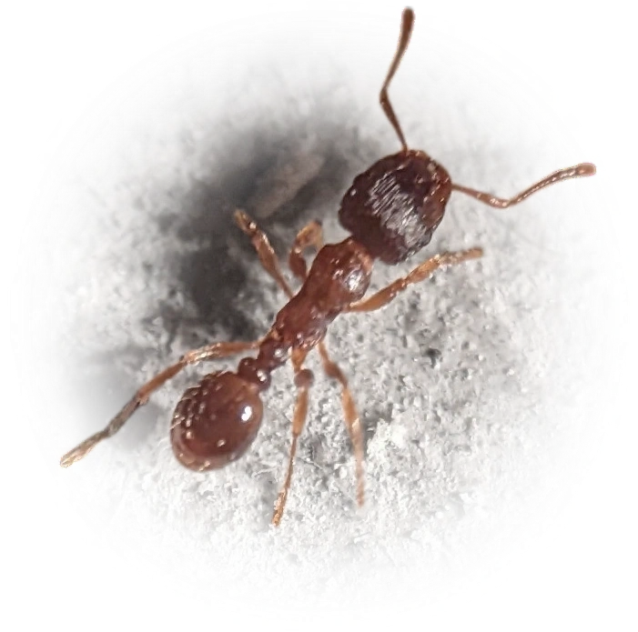 Scientific illustration of Tetramorium immigrans ant - showing key identification features including head, thorax, and gaster.