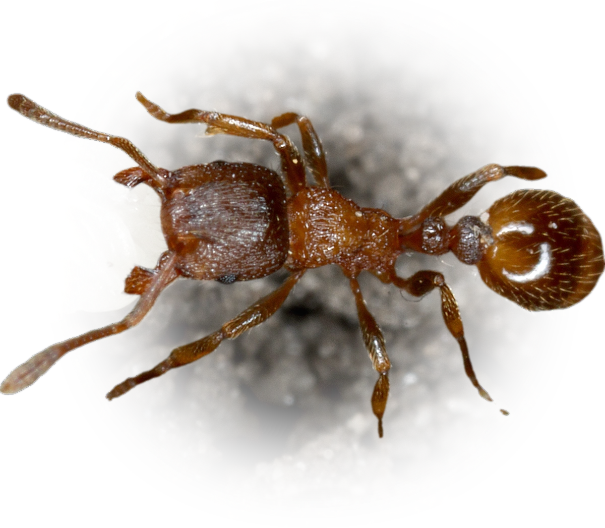 Tetramorium impurum