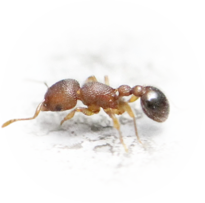 Tetramorium lanuginosum