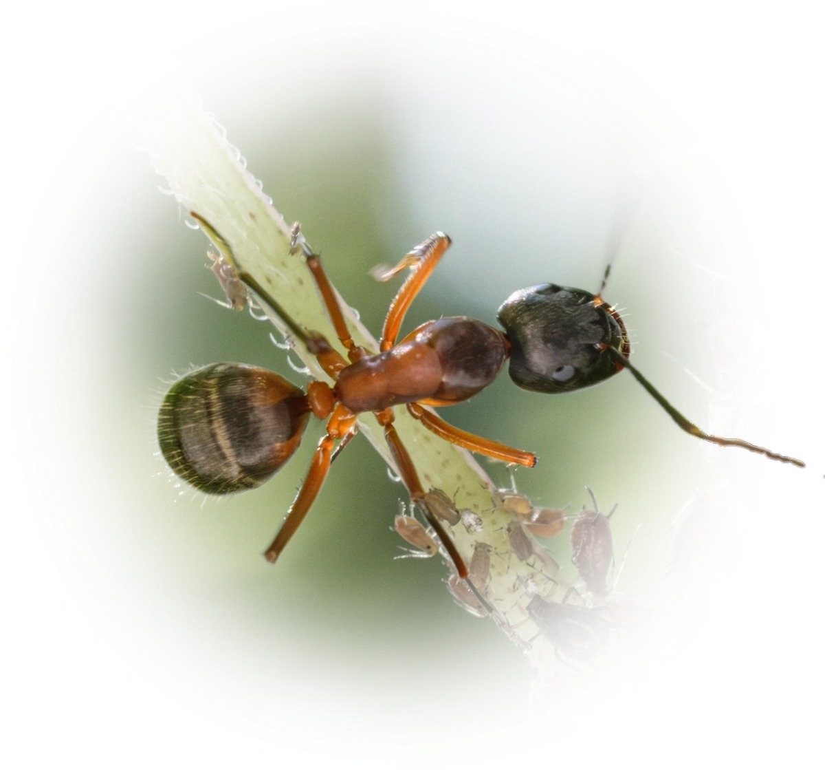 Camponotus chromaiodes