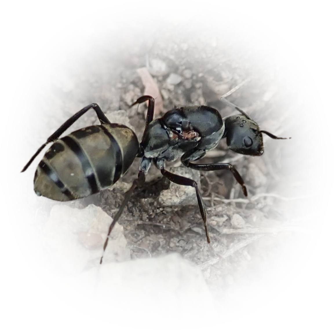 Camponotus cinctellus