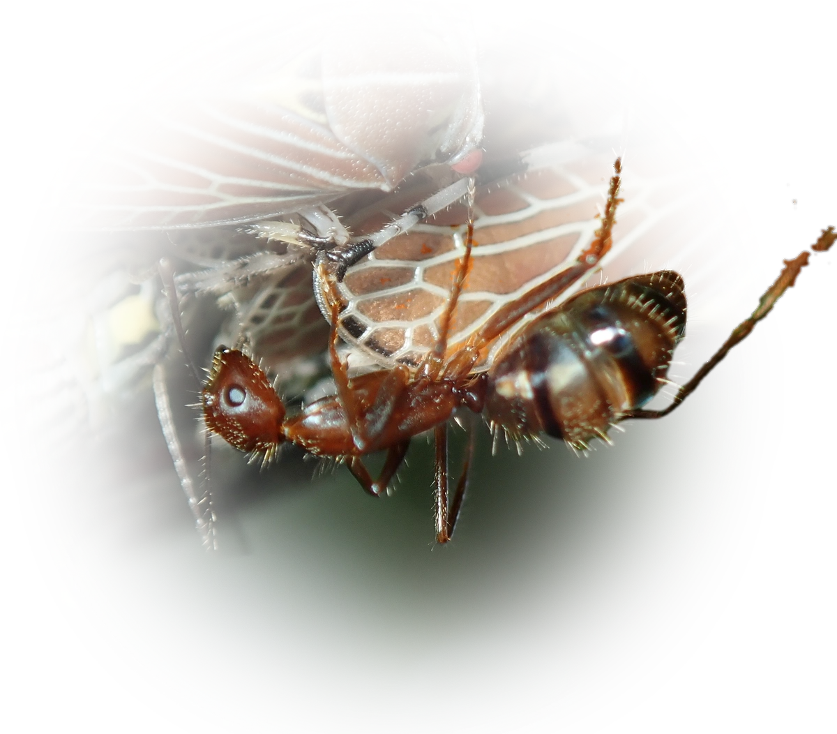 Camponotus cingulatus