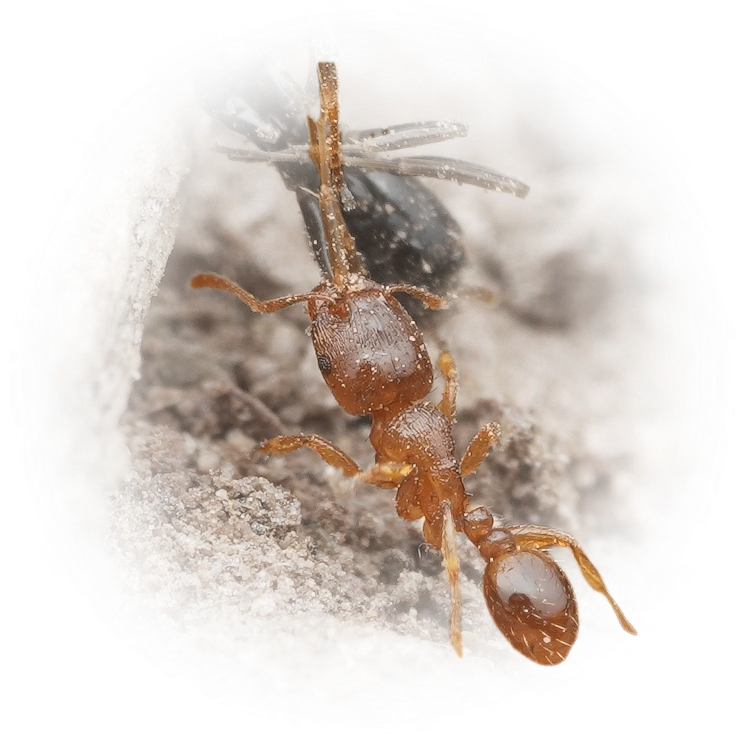 Scientific illustration of Tetramorium semilaeve ant - showing key identification features including head, thorax, and gaster.