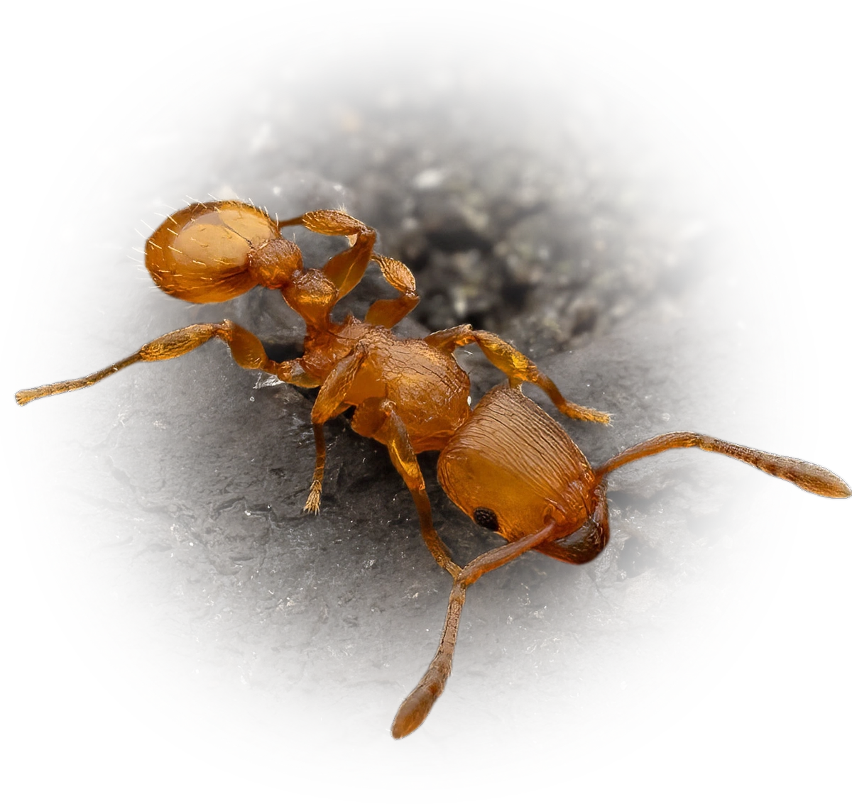 Scientific illustration of Tetramorium simillimum ant - showing key identification features including head, thorax, and gaster.