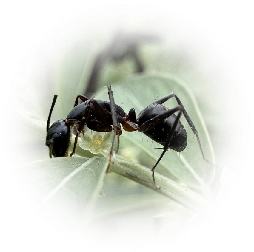 Camponotus compressus