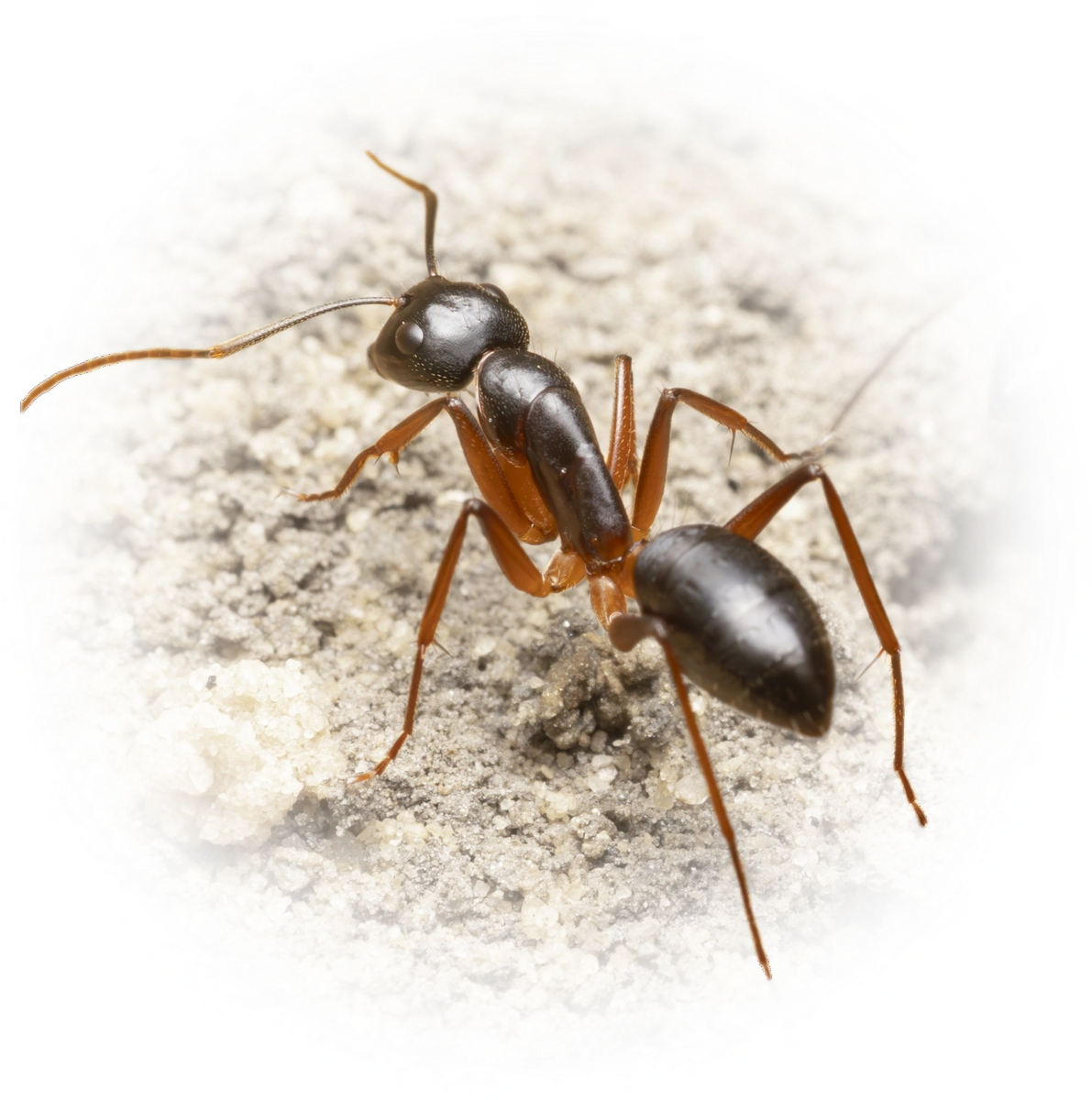 Camponotus consobrinus