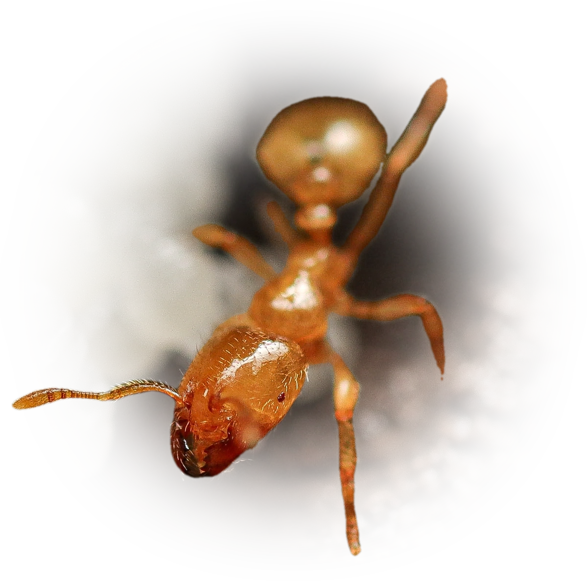 Scientific illustration of Tranopelta gilva ant - showing key identification features including head, thorax, and gaster.