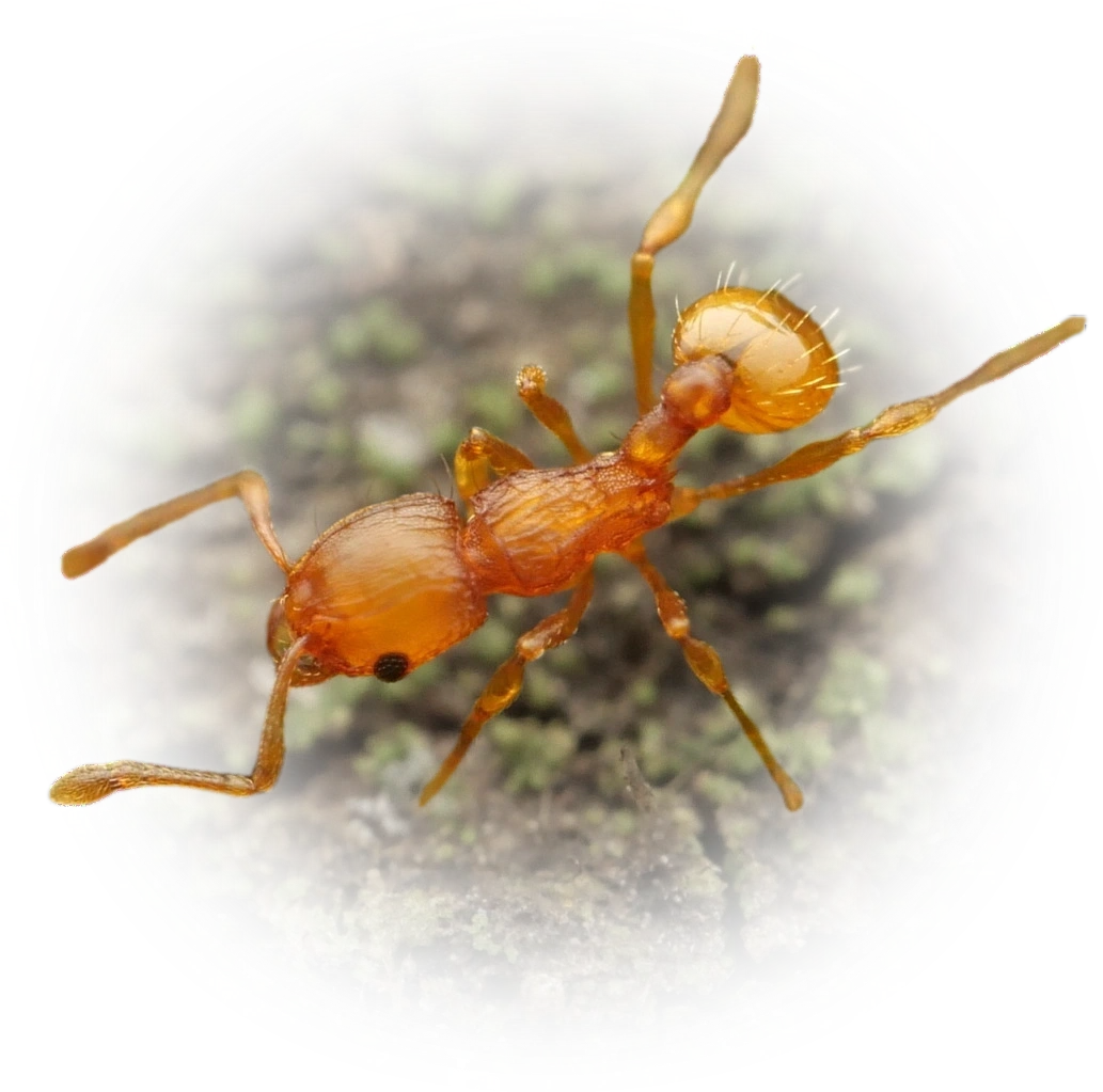 Wasmannia auropunctata