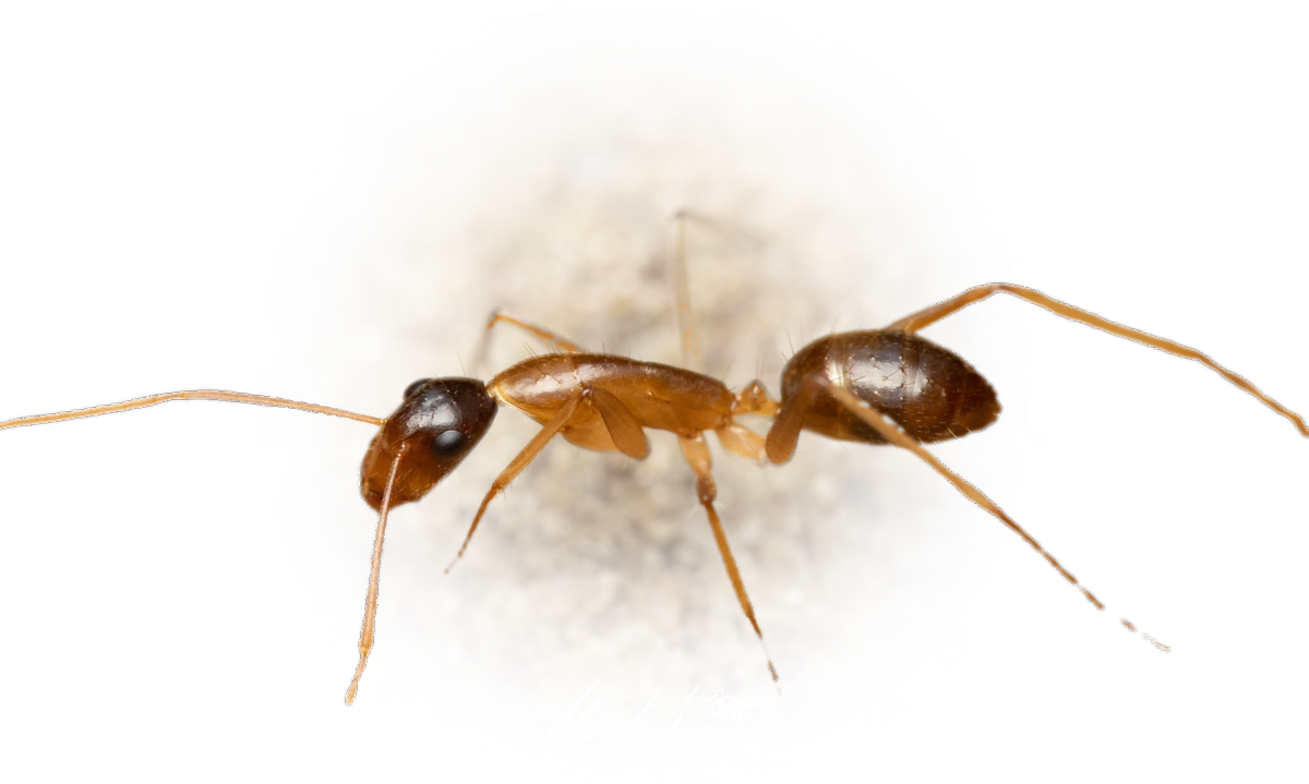 Scientific illustration of Camponotus crozieri ant - showing key identification features including head, thorax, and gaster.