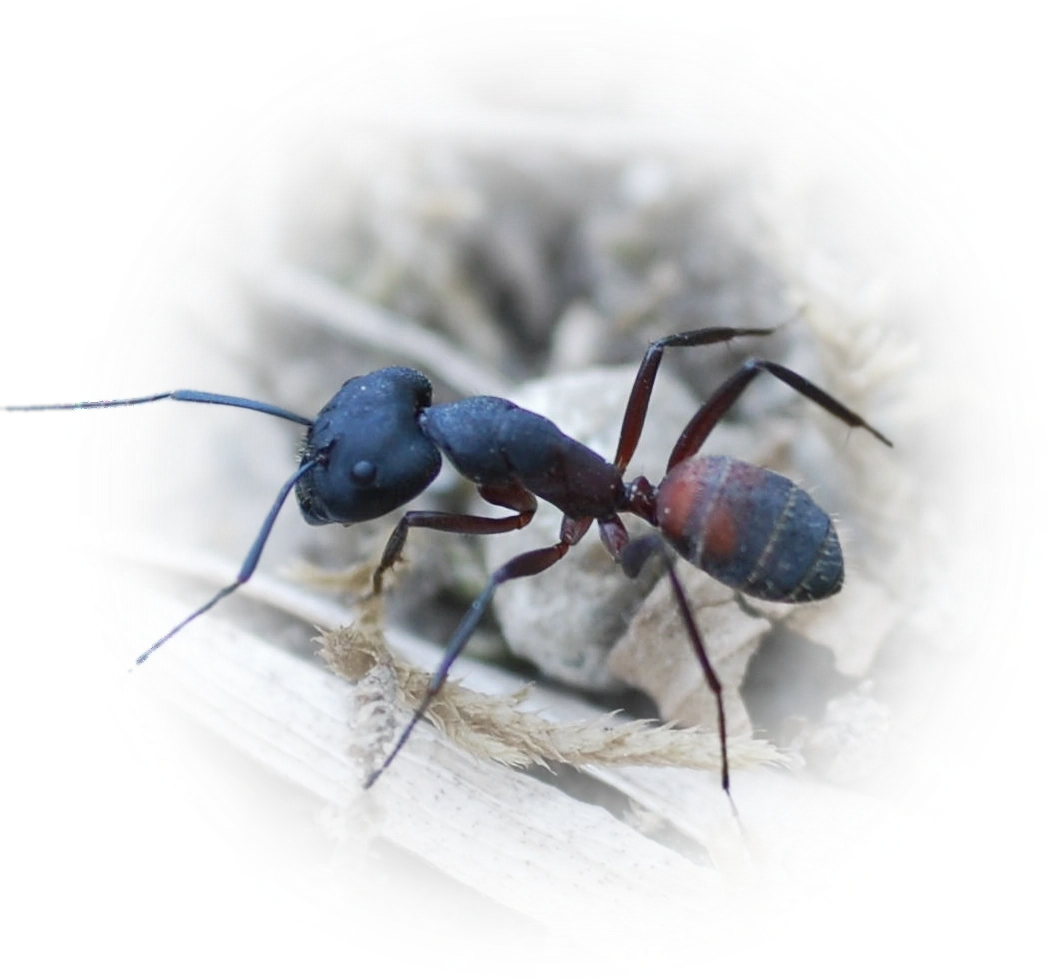 Camponotus cruentatus