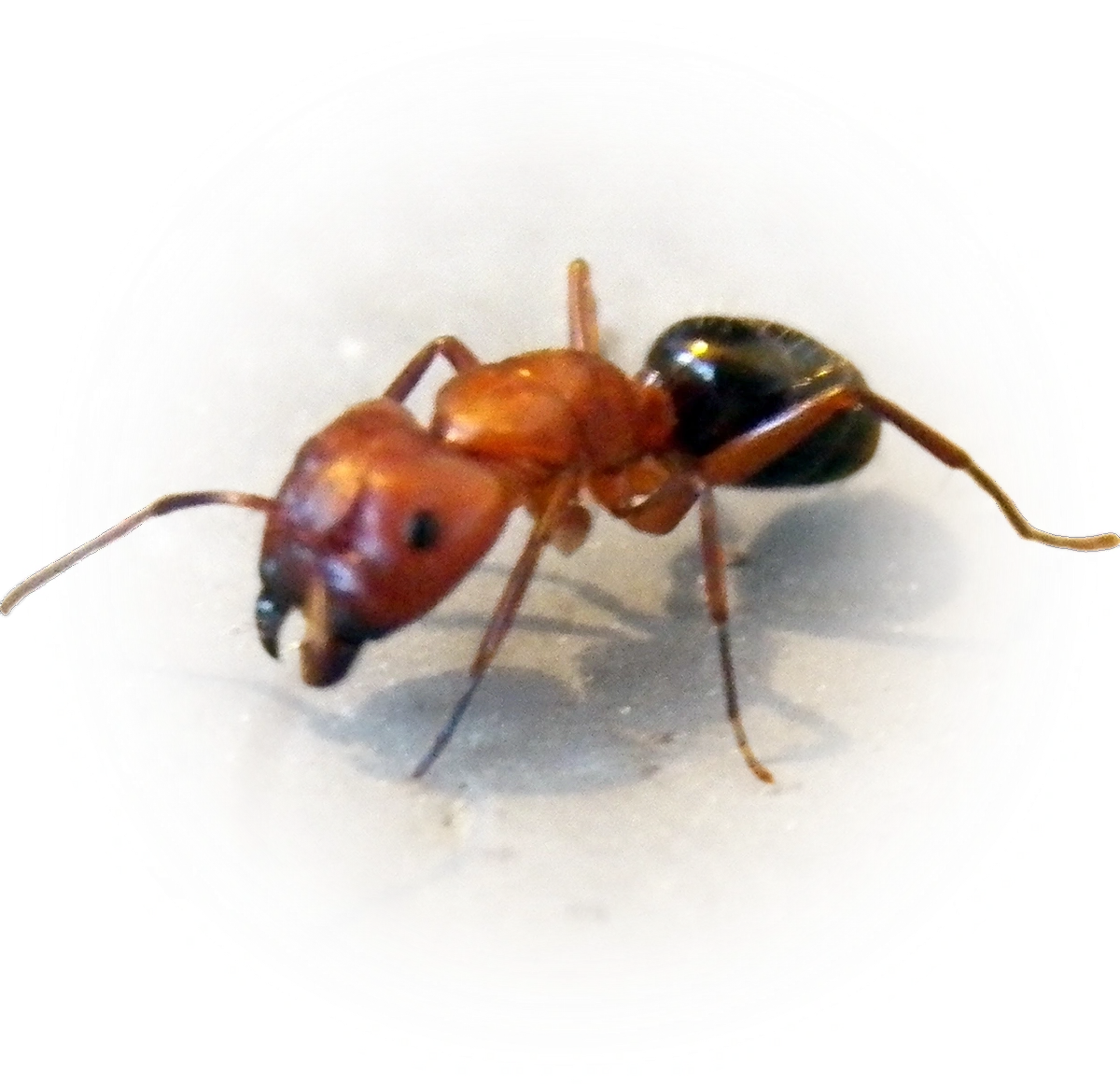 Camponotus decipiens