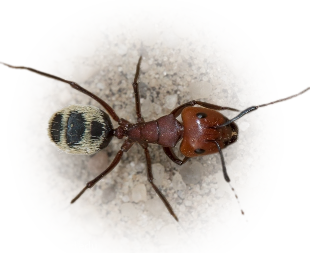 Camponotus detritus