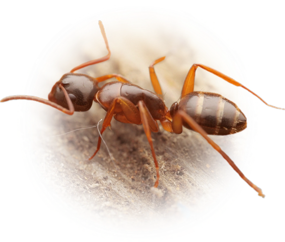 Scientific illustration of Camponotus fallax ant - showing key identification features including head, thorax, and gaster.