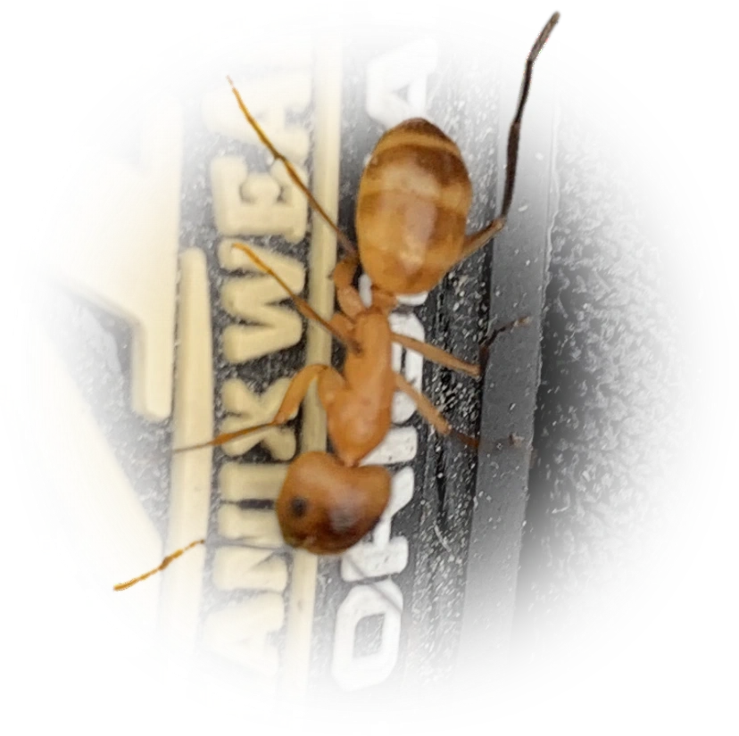 Camponotus festinatus