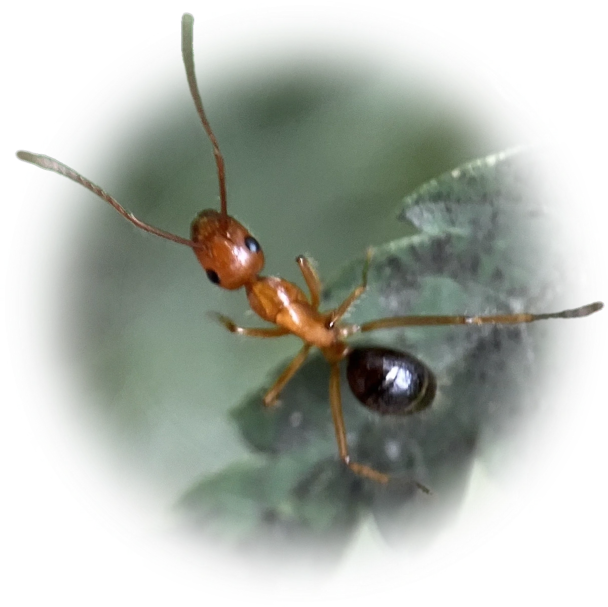 Scientific illustration of Camponotus floridanus ant - showing key identification features including head, thorax, and gaster.