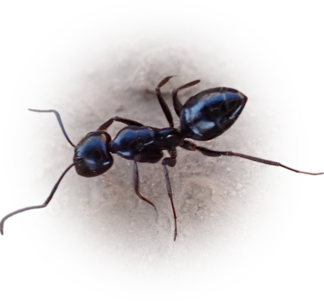 Camponotus foreli
