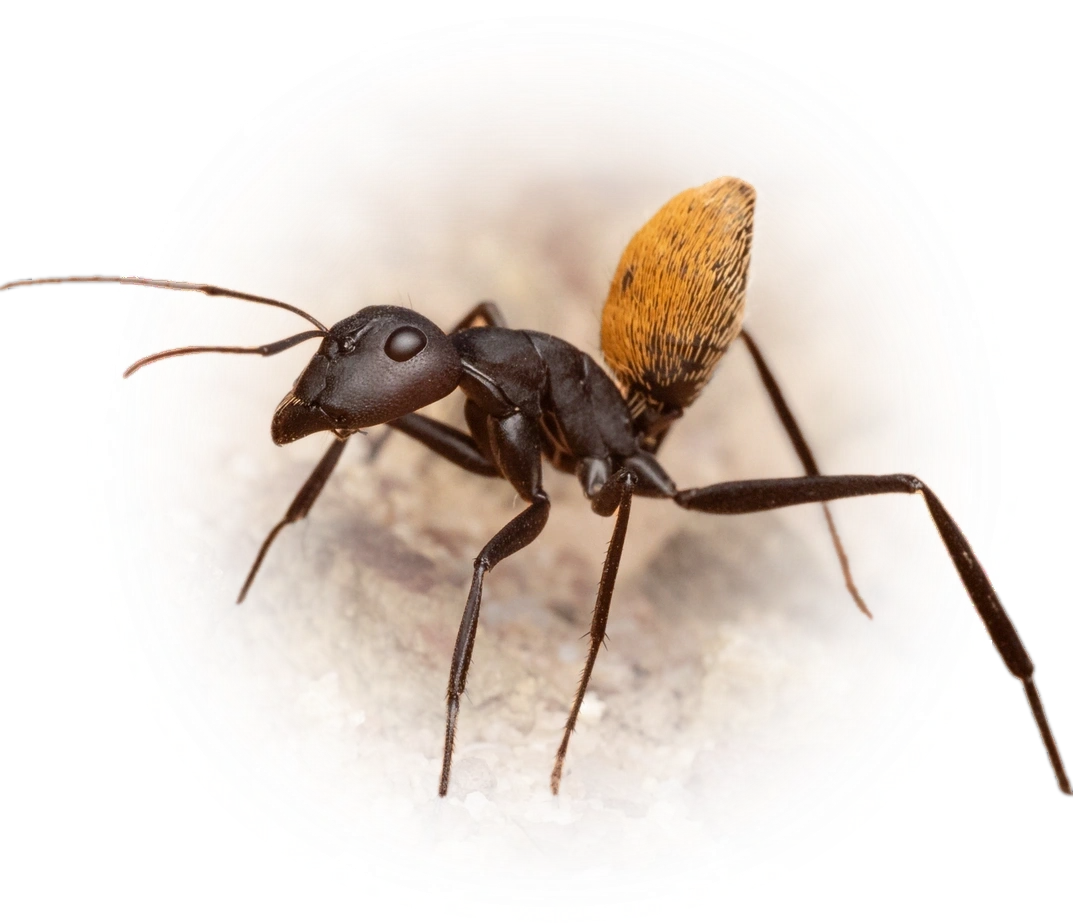 Camponotus fulvopilosus
