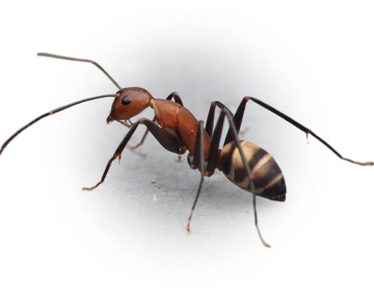 Camponotus habereri
