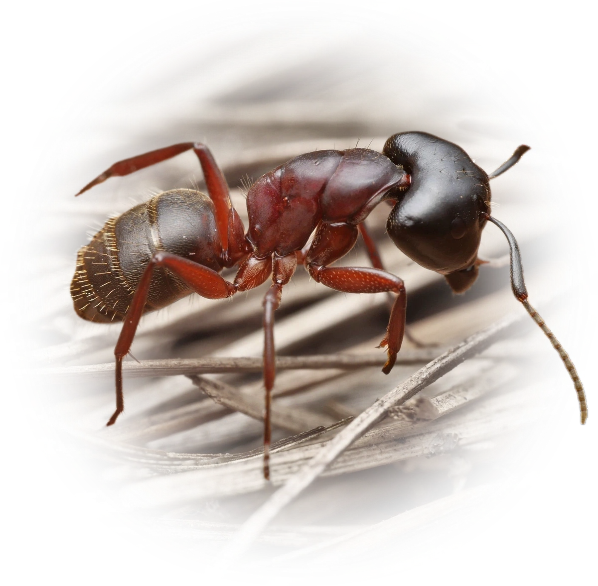 Camponotus herculeanus