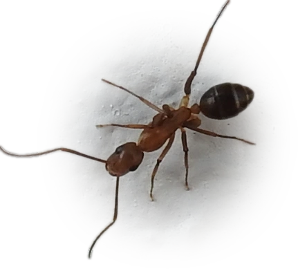 Camponotus inaequalis