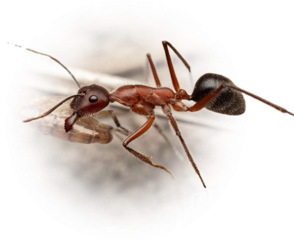 Camponotus intrepidus