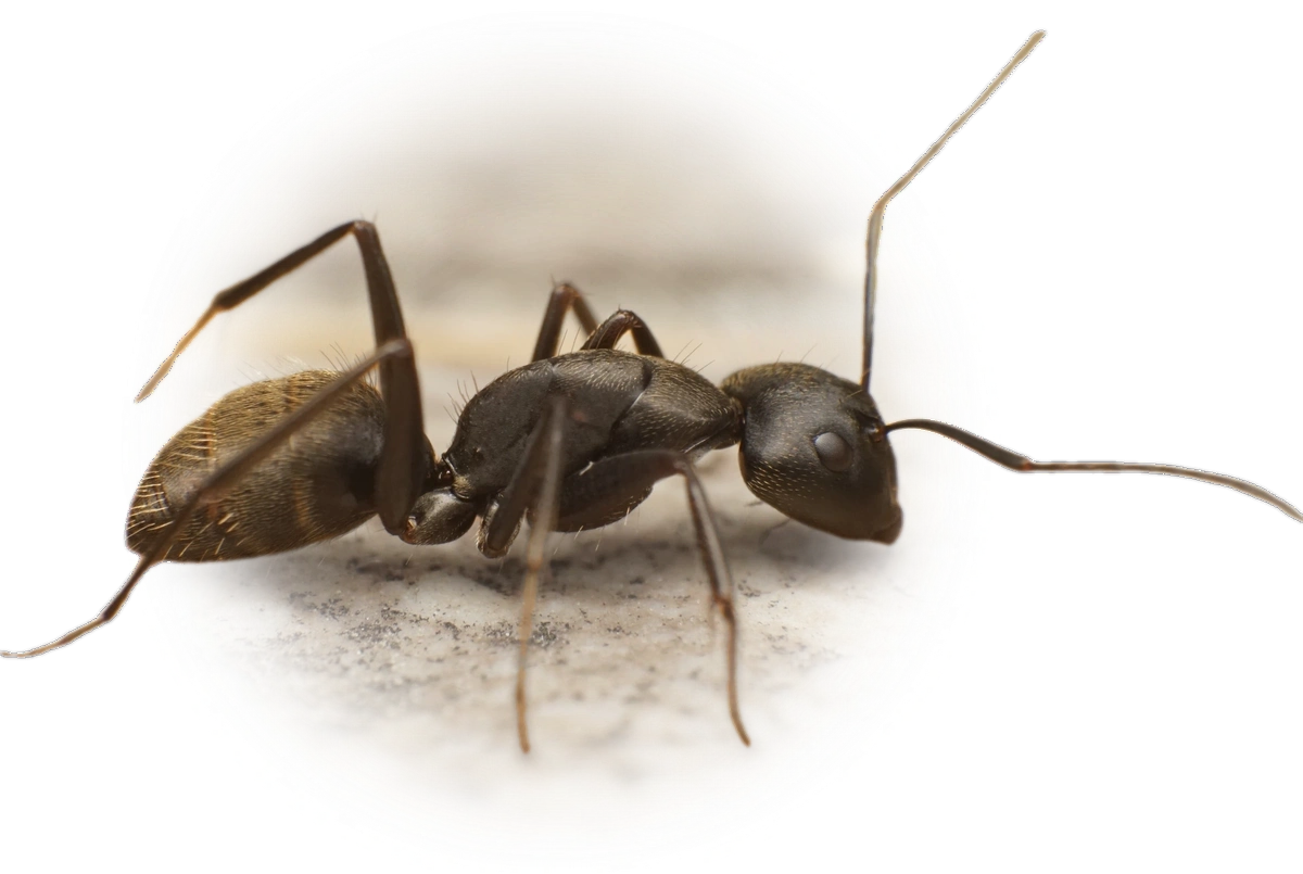 Camponotus japonicus