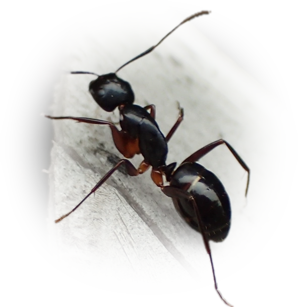 Camponotus kiusiuensis