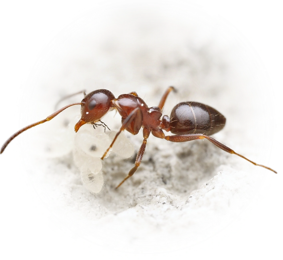 Camponotus lateralis