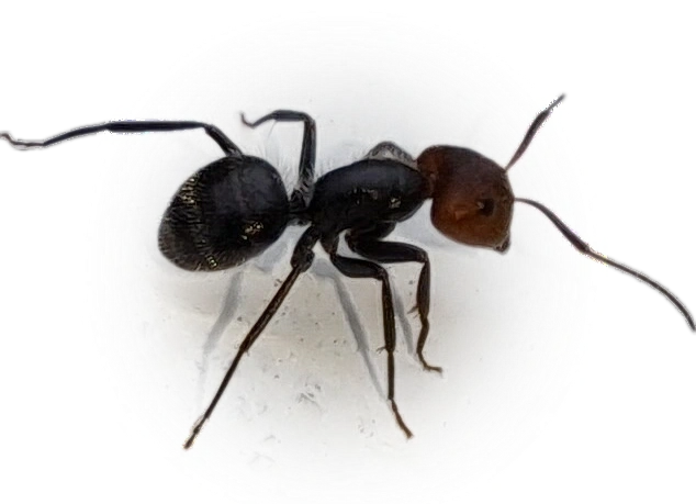 Camponotus lindigi