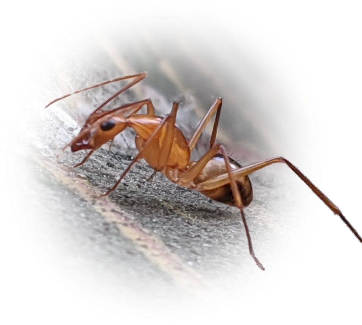 Scientific illustration of Camponotus maculatus ant - showing key identification features including head, thorax, and gaster.