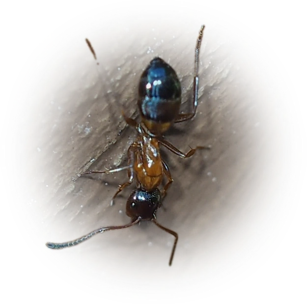 Camponotus nearcticus