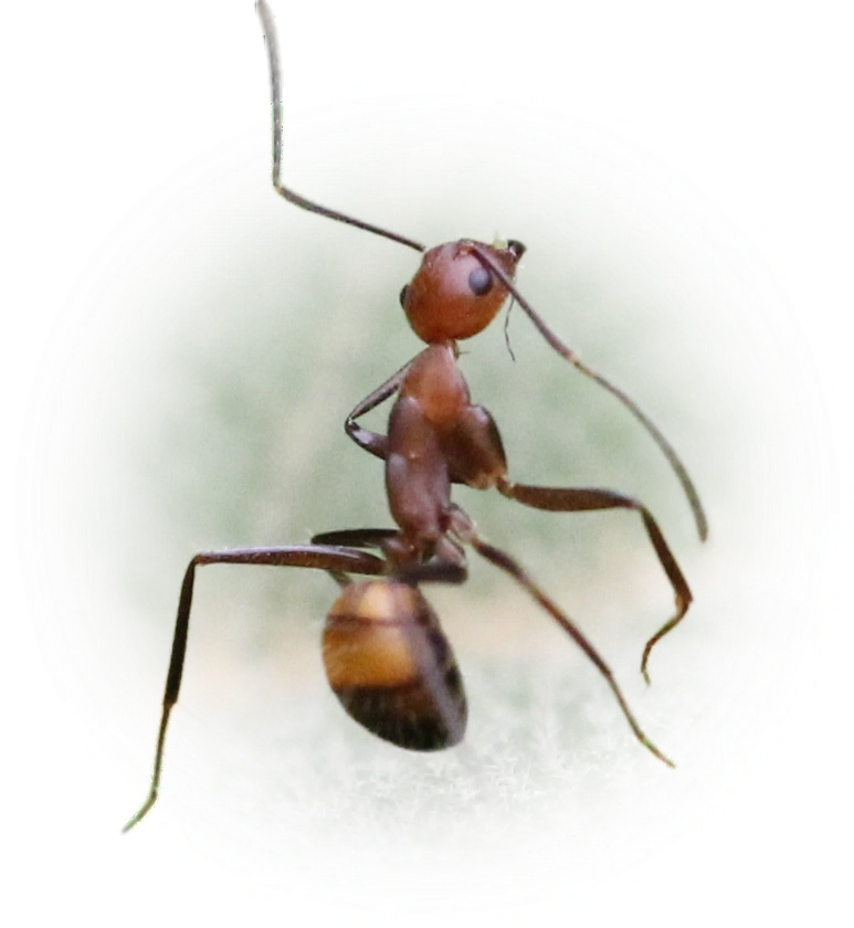 Scientific illustration of Camponotus nicobarensis ant - showing key identification features including head, thorax, and gaster.