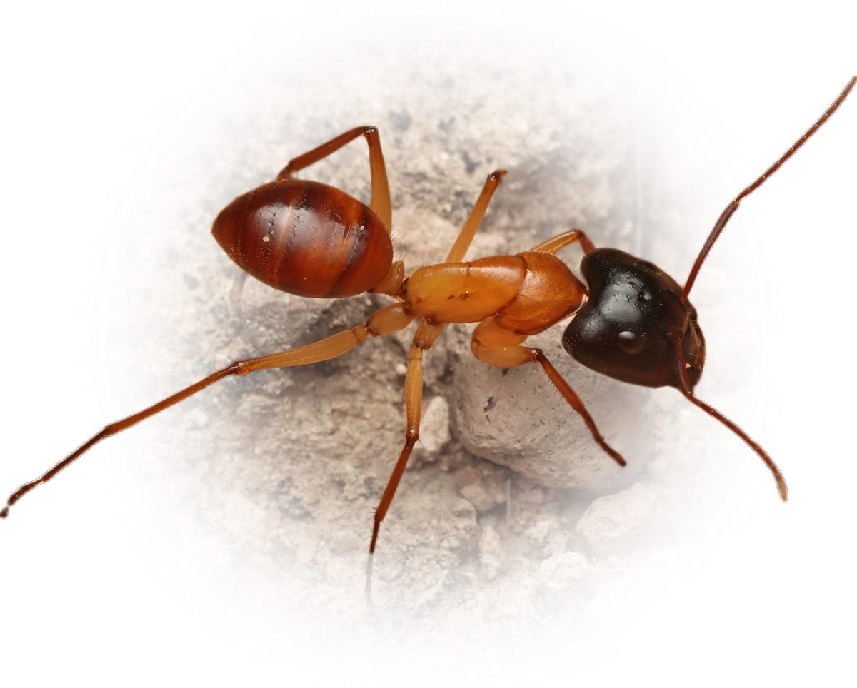 Camponotus nigriceps